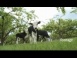 Calves Grazing 1631